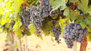 Climate for grapes