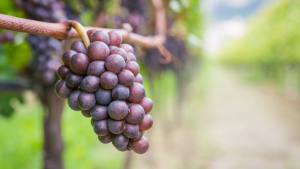 Pinot Gris vs Pinot Grigio