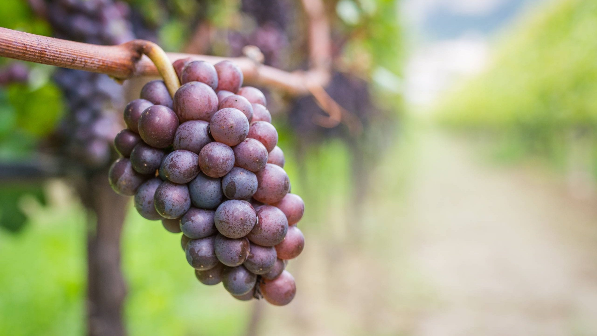 Perfect Pairings: Unveiling the Best Foods to Complement Pinot Grigio