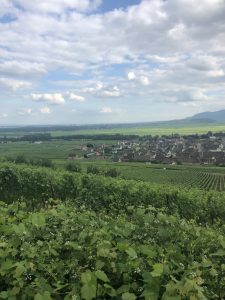 Alsace, Germany, Australia, and Austrian Riesling: Your guide to riesling