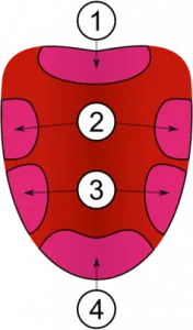 Tongue Map, wine tasting, wine glasse